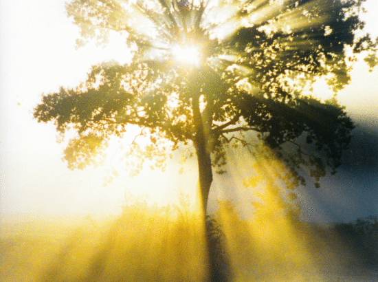 GALAKTİK BİLGELİK NEDİR