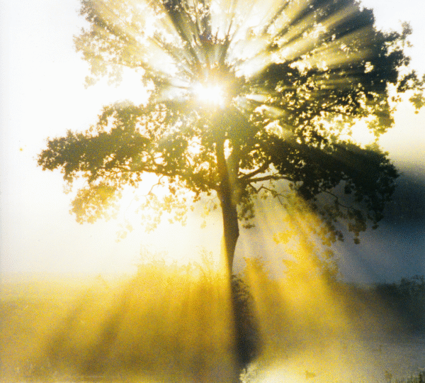 GALAKTİK BİLGELİK NEDİR